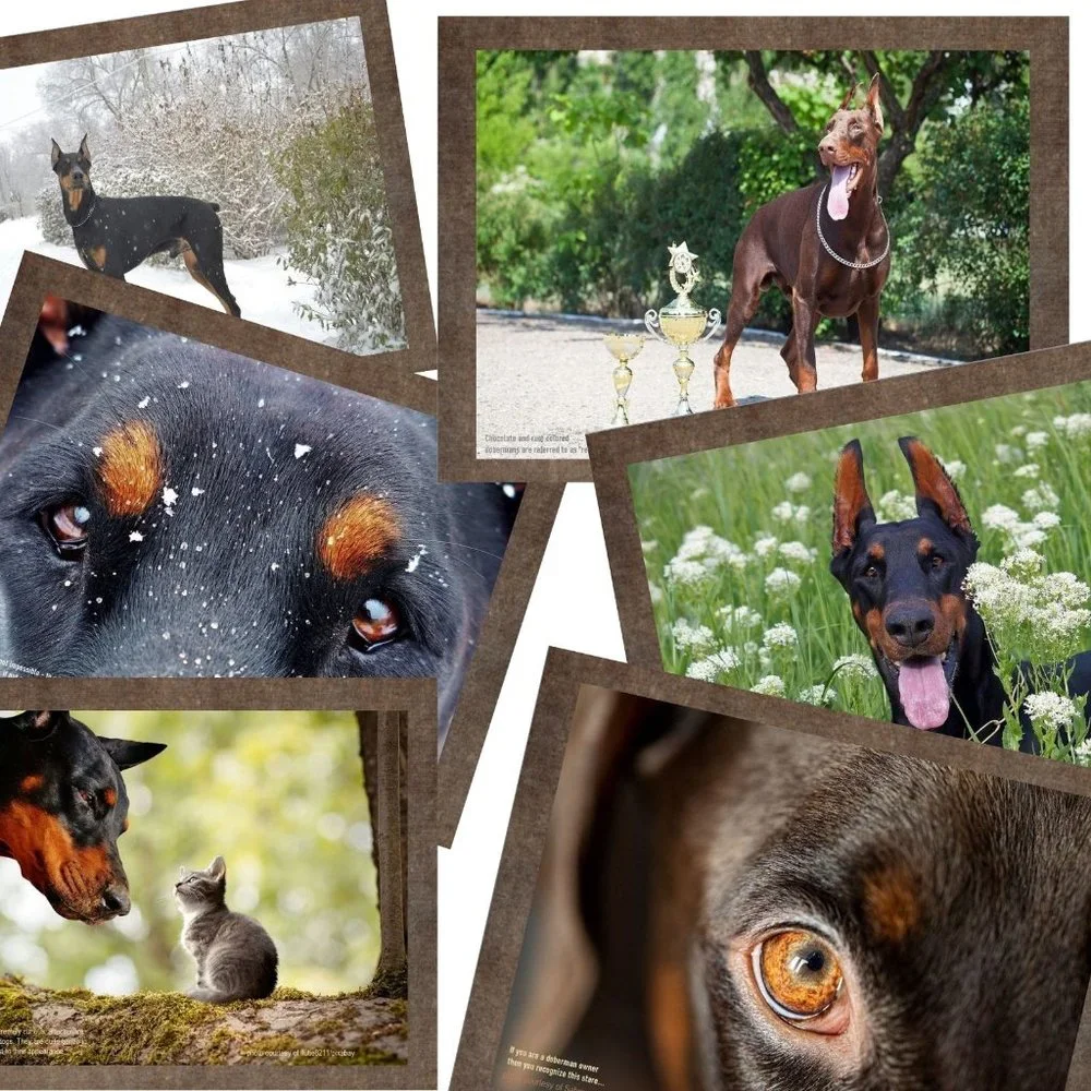 Doberman Calendar 2026 Doberman Pinscher Wall Calendar Dobie Calendar